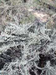 Artemisia filifolia