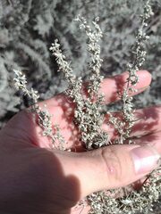 Artemisia filifolia