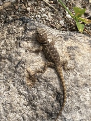 Sceloporus magister