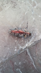 Chrysobothris basalis