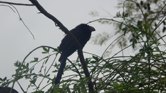 Crotophaga ani
