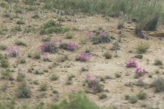 Galegeae