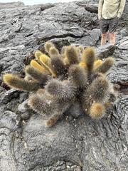 Brachycereus nesioticus