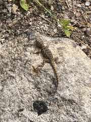 Sceloporus magister