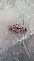 Chrysobothris basalis