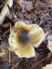 Tricholoma subsejunctum