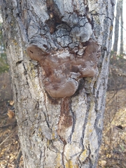 Phellinus tremulae