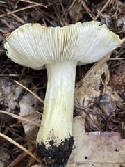Tricholoma subsejunctum