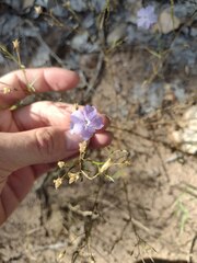 Ipomopsis longiflora