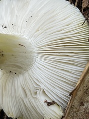 Tricholoma subsejunctum