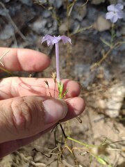 Ipomopsis longiflora