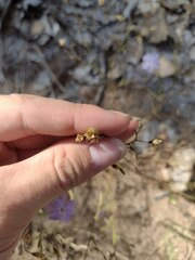 Ipomopsis longiflora