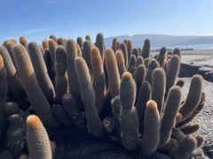 Brachycereus nesioticus