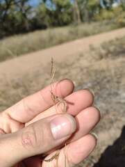 Bouteloua barbata