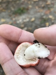 Russula silvicola