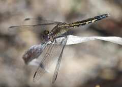 Erythrodiplax minuscula