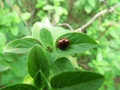 Harmonia axyridis