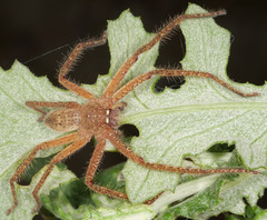 Neosparassus diana