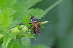 Trichiosoma triangulum