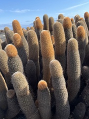 Brachycereus nesioticus