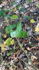 Smilax bona-nox