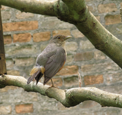 Turdus rufiventris