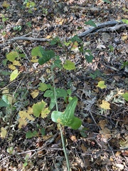 Smilax bona-nox