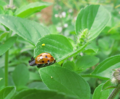 Coccinellidae