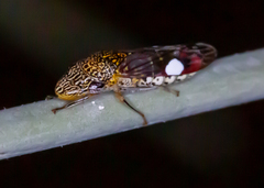 Homalodisca liturata