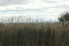 Phragmites australis