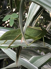Stilpnochlora azteca