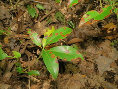 Diaporthe kalmiae