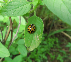 Harmonia axyridis