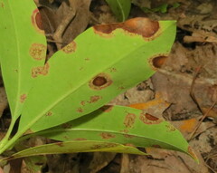 Diaporthe kalmiae