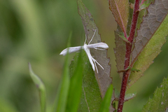 Hellinsia homodactylus