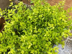 Ligustrum ovalifolium