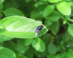 Calliphoridae