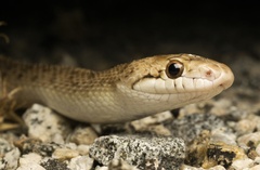 Arizona elegans
