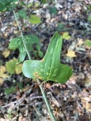 Smilax bona-nox