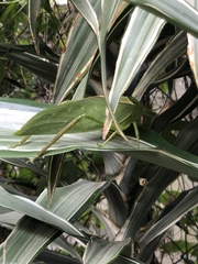 Stilpnochlora azteca