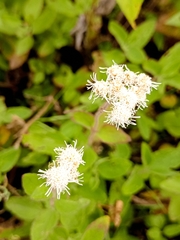 Ageratina petiolaris