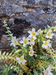 Polemonium brandegeei
