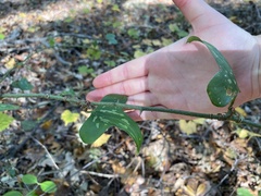 Smilax bona-nox