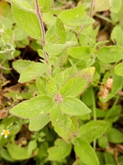 Ageratina petiolaris