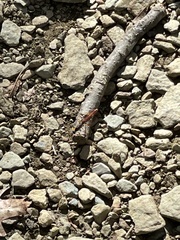 Dolichomitus irritator