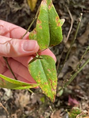 Smilax bona-nox