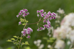 Thalictrum dasycarpum