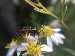 Vespula acadica