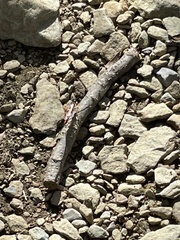 Dolichomitus irritator