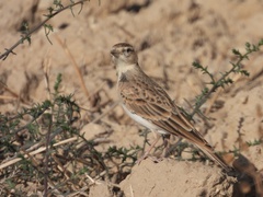 Calandrella brachydactyla